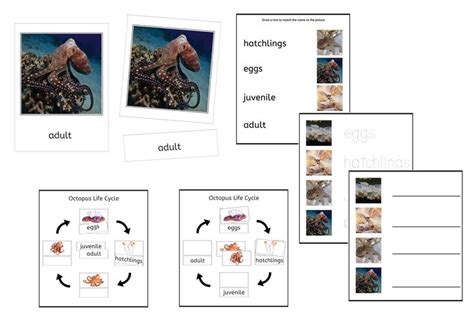 Octopus Life Cycle 3 Part Cards Worksheets PDF IFIT Montessori In