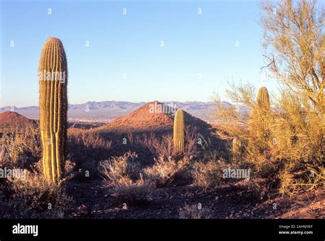 Sonoran Desert, Arizona Stock Photo - Alamy