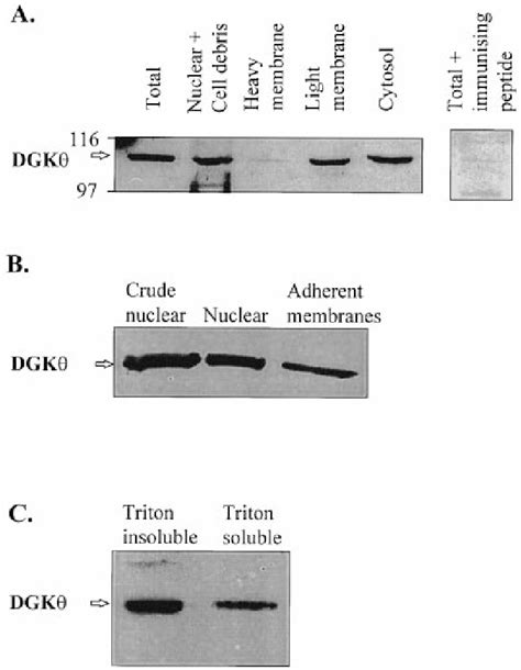 Figure From Diacylglycerol Kinase Theta Is Translocated And