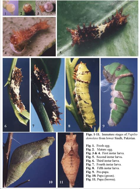 Papilio Demoleus Semantic Scholar