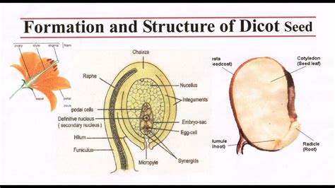 Sexual Reproduction In Flowering Plant Class 12 Structure And Formation Of Dicot Seed Youtube