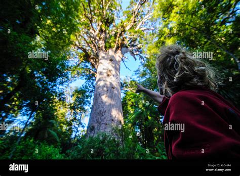 Woman Looking On Te Matua Ngahere A Giant Kauri Tree Waipoua Kauri