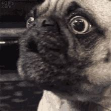 Sad Pug GIFs | Tenor