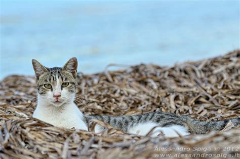 Colonia Felina Di Su Pallosu