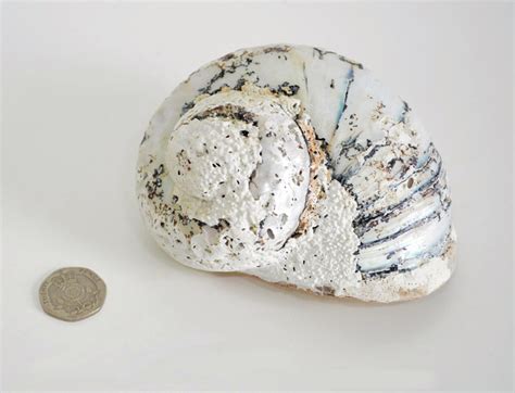 Shells Online Large Periwinkle Shell