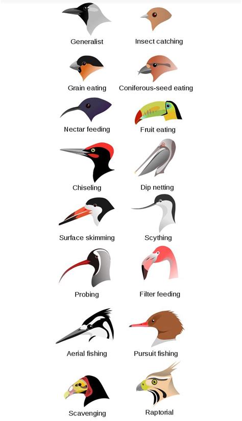 Bird Beak Types Diagram