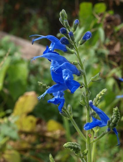 Salvia Microphylla X Sagittata