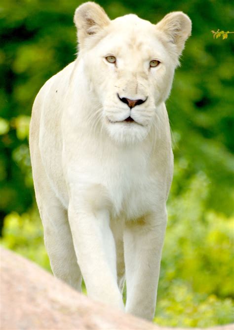 White Lioness | Rare cats, Big cats, Big cats art