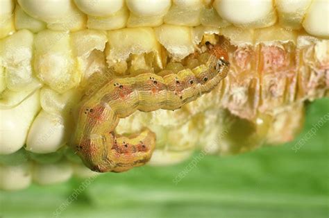 Corn Earworm On Corn Stock Image Z3551752 Science Photo Library