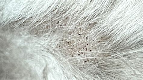 What is Flea Dirt? (Identification, Concerns, and Treatment)