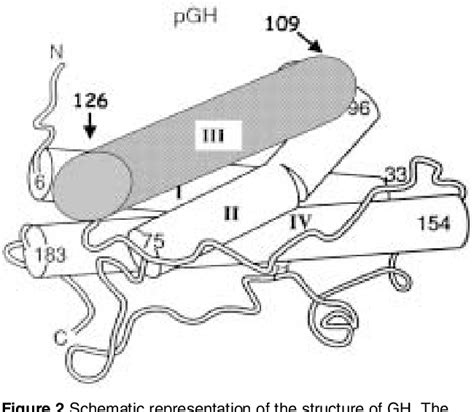 Figure 1 from Discovery and mechanism of action of pegvisomant ...