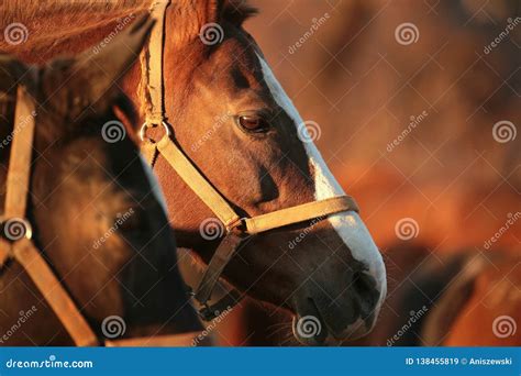 Close Up Of A Horses Head At Dusk Stock Image Image Of Early Area