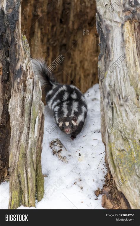 A spotted skunk hunts for prey in a snowy forest habitat. Stock Photo ...