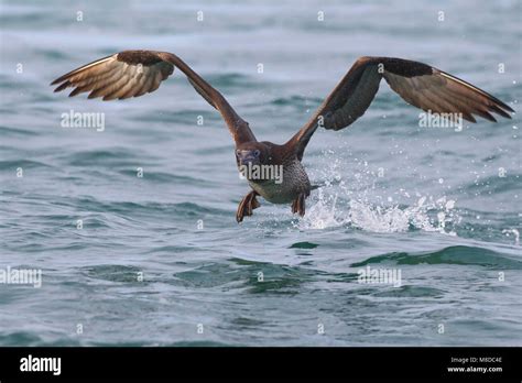 Jan Van Gent Northern Gannet Sula Bassana Morus Bassanus Stock Photo