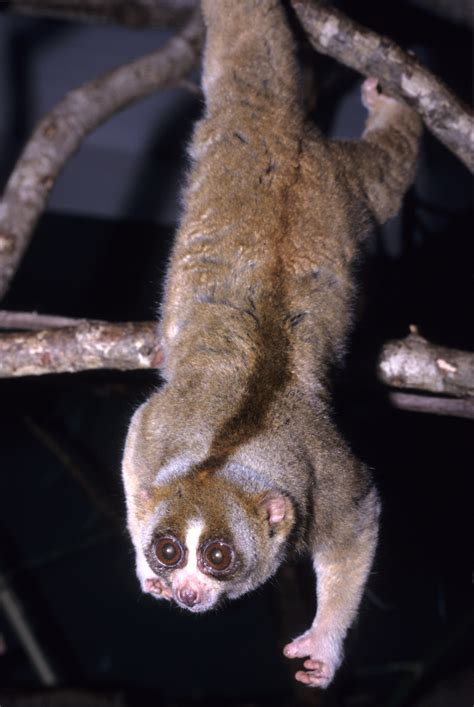 Slow loris - Wikipedia