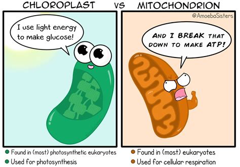 Chloroplast vs. Mitochondrion - SCIENCE WITH THE AMOEBA SISTERS