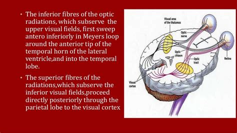 Anatomy OF VISUAL PATHWAY