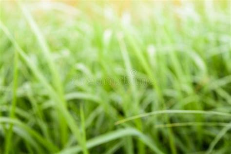 Blur Nature Grass Field Stock Image Image Of Background 116167321