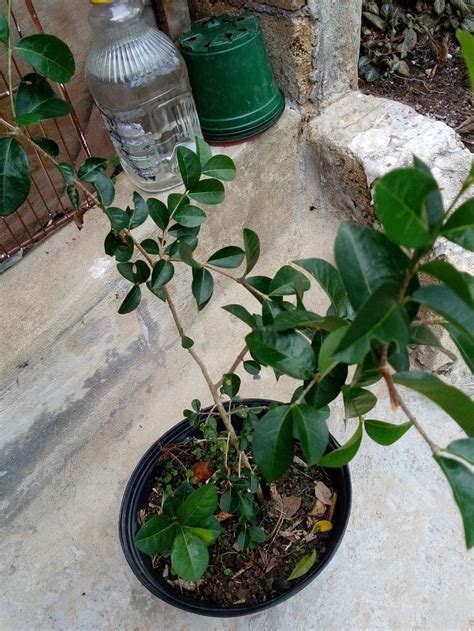 1 Acerola Barbados Cherry Tree Shrub Seedling Plant Tropical Etsy In