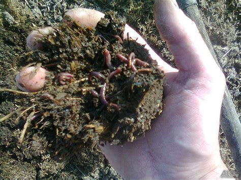 Смляна и пресята биотор (биохумус) от Червени Калифорнийски Червеи ...