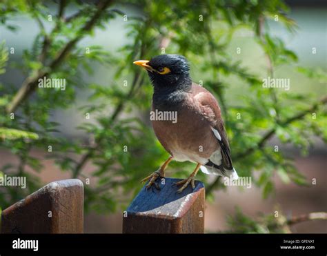 Mynah Bird Hi Res Stock Photography And Images Alamy