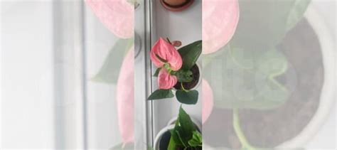 Антуриум купить в Самаре | Товары для дома и дачи | Авито