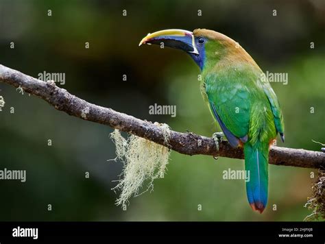 Emerald Toucanet Or Northern Emerald Toucanet Aulacorhynchus Prasinus