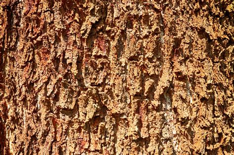 crust background stock photo  image  animal egg