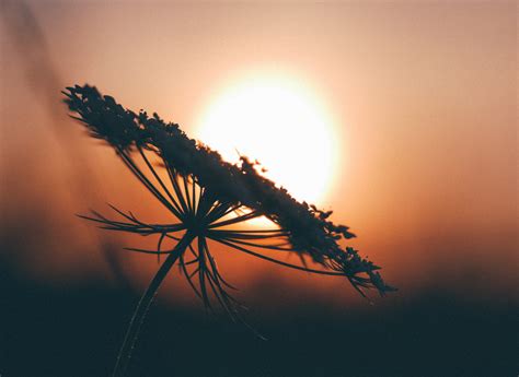 Fotos Gratis Naturaleza Rama Silueta Ligero Nube Cielo Amanecer