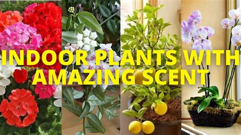 Indoor Plants That Smell Good Fragrant Indoor Plants That Make