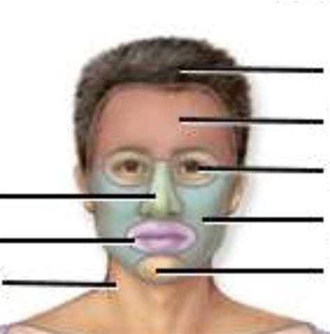 Activity 1 LAB: Histology: Regional Terms Table 1 : Cephalic Head ...