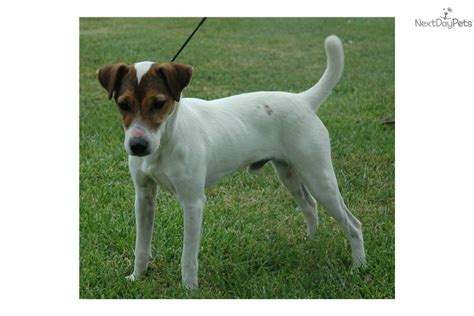 Meet Cuervo A Cute Jack Russell Terrier Puppy For Sale For 850 Smooth