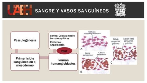 Sangre Y Sus Componentes Eritrocitos Leucocitos Y Plaquetas