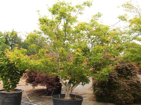 Buy Acer Palmatum Tsuri Nishiki Specimen Conifer Kingdom