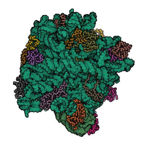 RCSB PDB 1FFK CRYSTAL STRUCTURE OF THE LARGE RIBOSOMAL SUBUNIT FROM