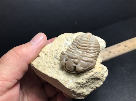 Very Rare Oklahoma Trilobite 092420e The Stones And Bones Collection