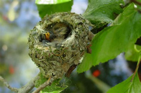 Hummingbird Nest