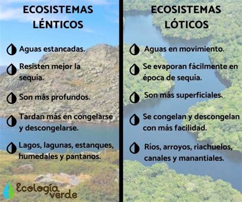 Ecosistemas L Nticos Qu Son Y Ejemplos