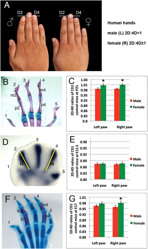 Developmental Basis Of Sexually Dimorphic Digit Ratios Pnas