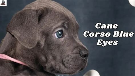 Cane Corso Blue Eyes: Confusion Explained