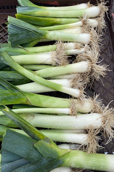 15 Best Substitutes For Leeks Myriad Recipes