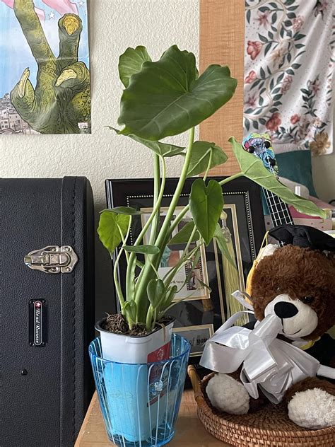 What type of Alocasia (elephant ear?) plant is this? : r/houseplants