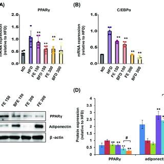 Fe And Bfe Modulate The Mrna And Protein Expression In Adipose Tissues