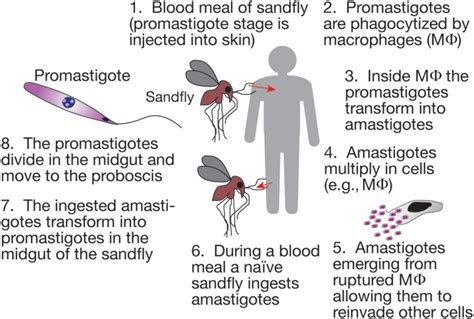 Leishmania Life Cycle