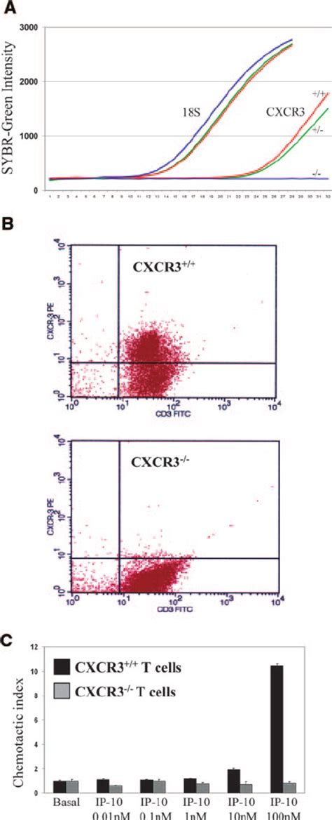 Identification Of The Cxcr3 Gene Knockout In Mice A Real Time