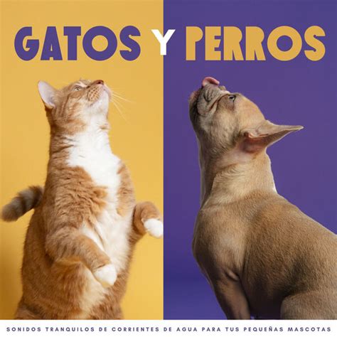 Gatos Y Perros Sonidos Tranquilos De Corrientes De Agua Para Tus