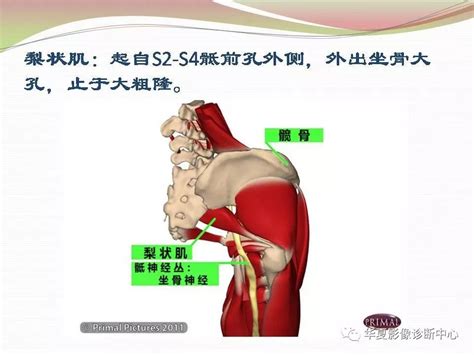 髋关节解剖学，值得收藏！ 好医术文章 好医术 赋能医生守护生命