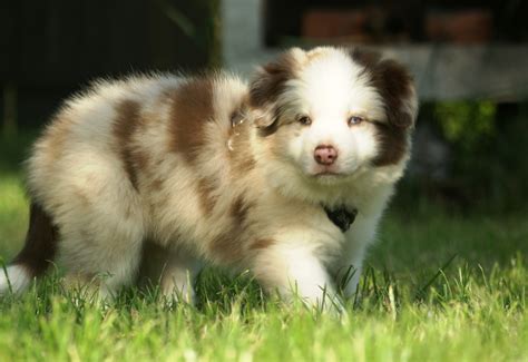 Young Fluffy Border Collie Free Image Download