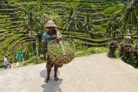 14 Things You Must See And Do In Ubud Bali Whisper Wanderlust