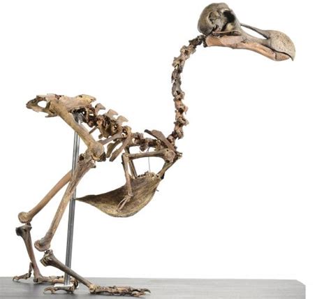 First dodo skeleton to come up for sale in 100 years to be auctioned ...